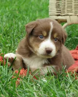 Pierre , a male Australian Shepherd for sale in Salem, OH – 4 of 4