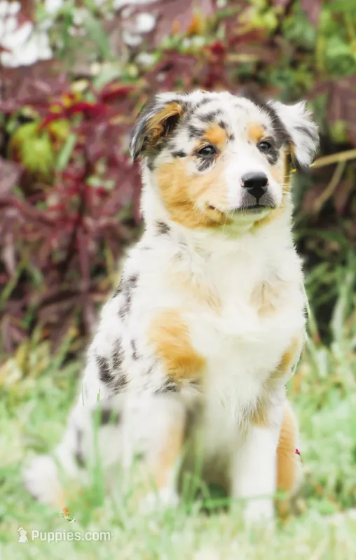 Pixie – Australian Shepherd puppy for sale in Salem, OH