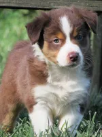 Paxton, a male Australian Shepherd for sale in Salem, OH – 2 of 5