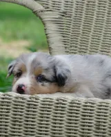 Paige, a female Australian Shepherd for sale in Salem, OH – 5 of 6