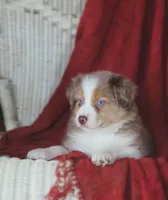 Opal, a female Australian Shepherd for sale in Salem, OH – Photo 1 of 6