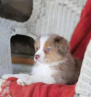 Opal, a female Australian Shepherd for sale in Salem, OH – Photo 3 of 6