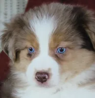 Opal, a female Australian Shepherd for sale in Salem, OH – Photo 6 of 6