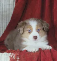 Opal, a female Australian Shepherd for sale in Salem, OH – Photo 4 of 6
