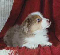 Opal, a female Australian Shepherd for sale in Salem, OH – Photo 2 of 6