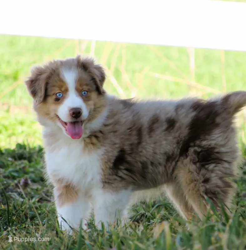 Opal – Australian Shepherd puppy for sale in Salem, OH