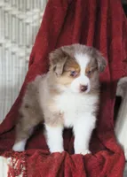Opal, a female Australian Shepherd for sale in Salem, OH – Photo 5 of 6
