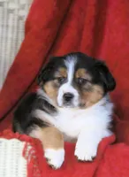 Onyx, a female Australian Shepherd for sale in Salem, OH – Photo 1 of 4