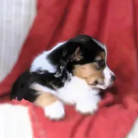 Onyx, a female Australian Shepherd for sale in Salem, OH – Photo 2 of 4