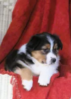 Onyx, a female Australian Shepherd for sale in Salem, OH – Photo 4 of 4