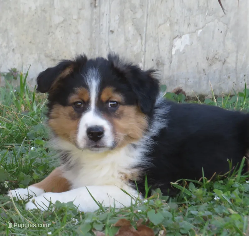 Onyx – Australian Shepherd puppy for sale in Salem, OH