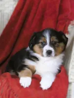 Onyx, a female Australian Shepherd for sale in Salem, OH – Photo 3 of 4