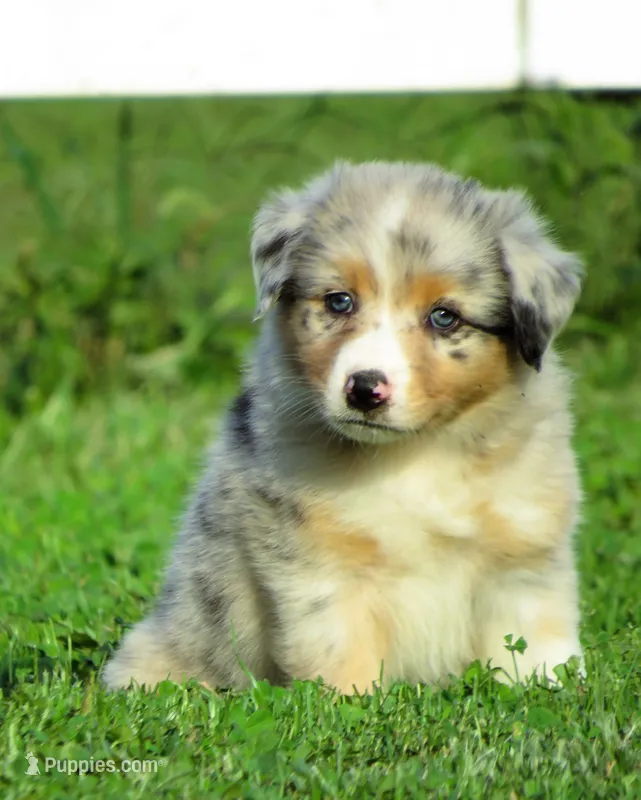 Paige – Australian Shepherd puppy for sale in Salem, OH