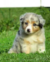 Paige, a female Australian Shepherd for sale in Salem, OH – 1 of 6