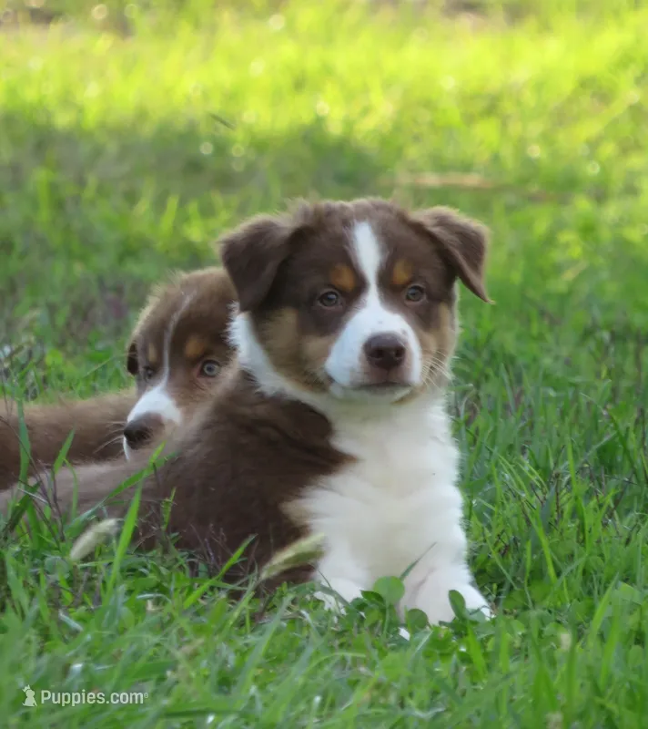 Paxton – Australian Shepherd puppy for sale in Salem, OH