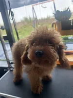 Emily , a female Cavapoo for sale in Dundee, FL – 5 of 8