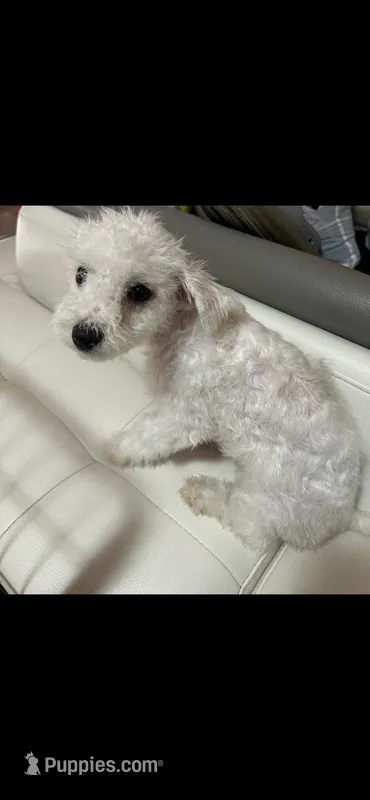 Snowwhite  – Bichpoo puppy for sale in Dundee, FL