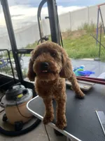 Emily , a female Cavapoo for sale in Dundee, FL – 2 of 8