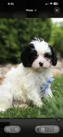 Jackson , a male Cavapoo for sale in Dundee, FL – 4 of 4