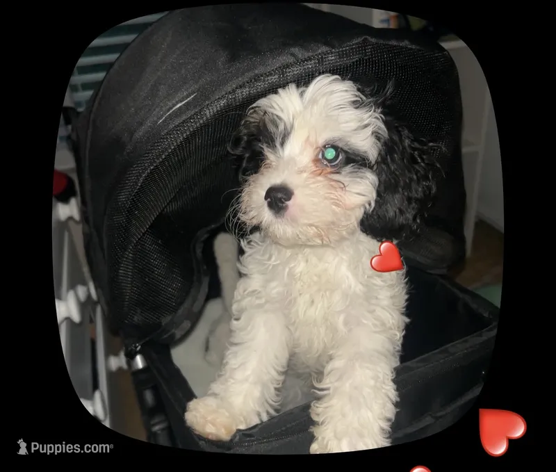 Jackson  – Cavapoo puppy for sale in Dundee, FL