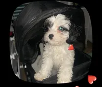 Jackson , a male Cavapoo for sale in Dundee, FL – 1 of 4