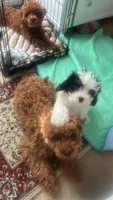 Jackson , a male Cavapoo for sale in Dundee, FL – 2 of 4