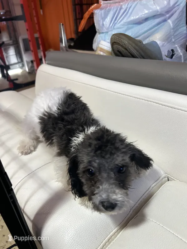 Fiona  – Bichpoo puppy for sale in Dundee, FL