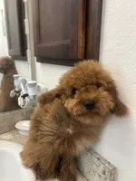Emily , a female Cavapoo for sale in Dundee, FL – 4 of 8