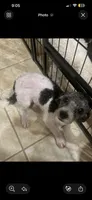 Fiona , a female Bichpoo for sale in Dundee, FL – 4 of 5
