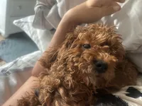 Estelle, a female Cavapoo for sale in Dundee, FL – 2 of 2