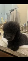Maxwell , a male Poodle - Miniature  for sale in Dundee, FL – 2 of 2