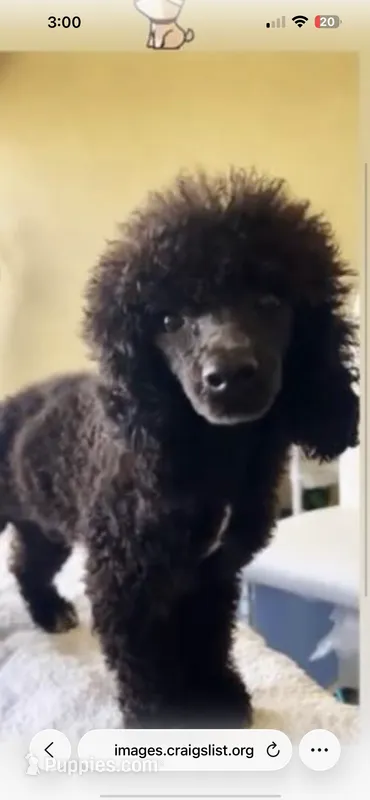 Maxwell  – Poodle - Miniature  puppy for sale in Dundee, FL