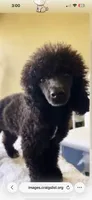 Maxwell , a male Poodle - Miniature  for sale in Dundee, FL – 1 of 2