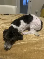 Fiona , a female Bichpoo for sale in Dundee, FL – 2 of 5