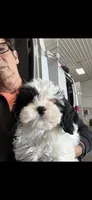 Jackson , a male Cavapoo for sale in Dundee, FL – 3 of 4