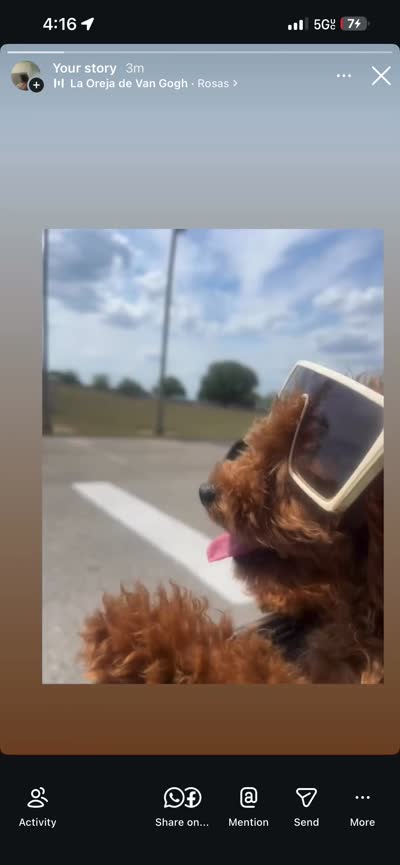 Emily , a female Cavapoo for sale in Dundee, FL – 8 of 8