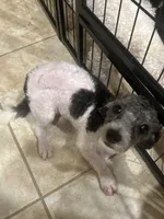 Fiona , a female Bichpoo for sale in Dundee, FL – 3 of 5