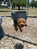 Emily , a female Cavapoo for sale in Dundee, FL – 6 of 8