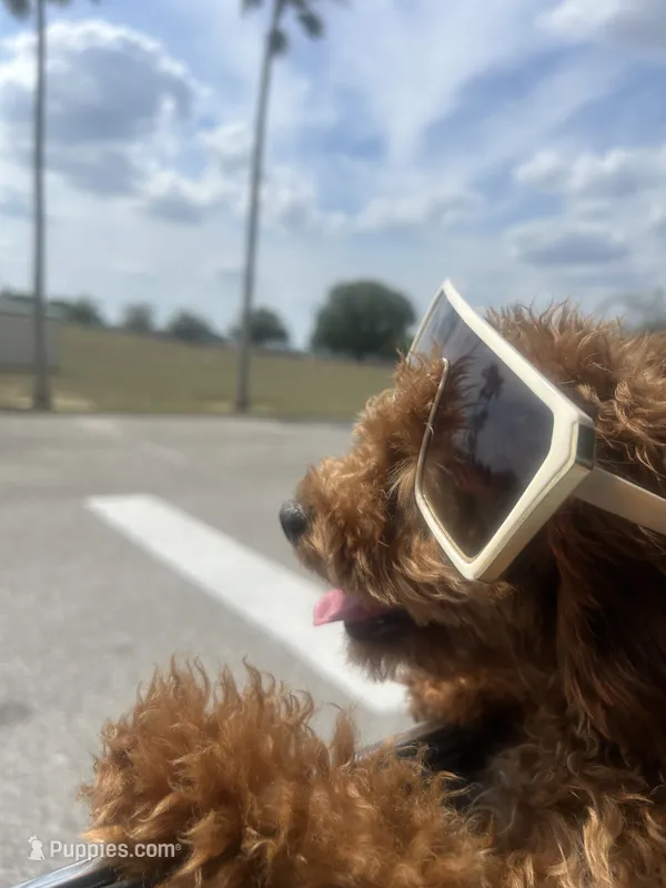 Emily  – Cavapoo puppy for sale in Dundee, FL