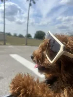 Emily , a female Cavapoo for sale in Dundee, FL – 1 of 8