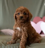 Emily , a female Cavapoo for sale in Dundee, FL – 3 of 8