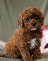 Estelle, a female Cavapoo for sale in Dundee, FL – 1 of 2