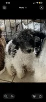 Fiona , a female Bichpoo for sale in Dundee, FL – 5 of 5