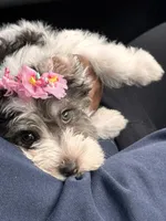 Remi, a female Miniature Schnauzer for sale in Atlanta, GA – Photo 5 of 5