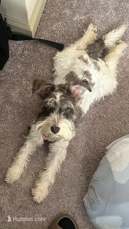 Remi – Miniature Schnauzer puppy for sale in Atlanta, GA