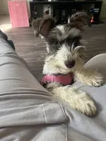 Remi, a female Miniature Schnauzer for sale in Atlanta, GA – Photo 4 of 5