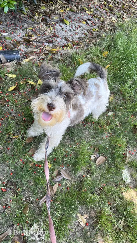 Remi – Miniature Schnauzer puppy for sale in Atlanta, GA