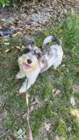 Remi, a female Miniature Schnauzer for sale in Atlanta, GA – 1 of 4