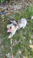 Remi, a female Miniature Schnauzer for sale in Atlanta, GA – 3 of 4