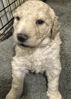 Boy #2, a male Spanish Water Dog and Poodle - Standard  for sale in Spring, TX – Photo 2 of 5